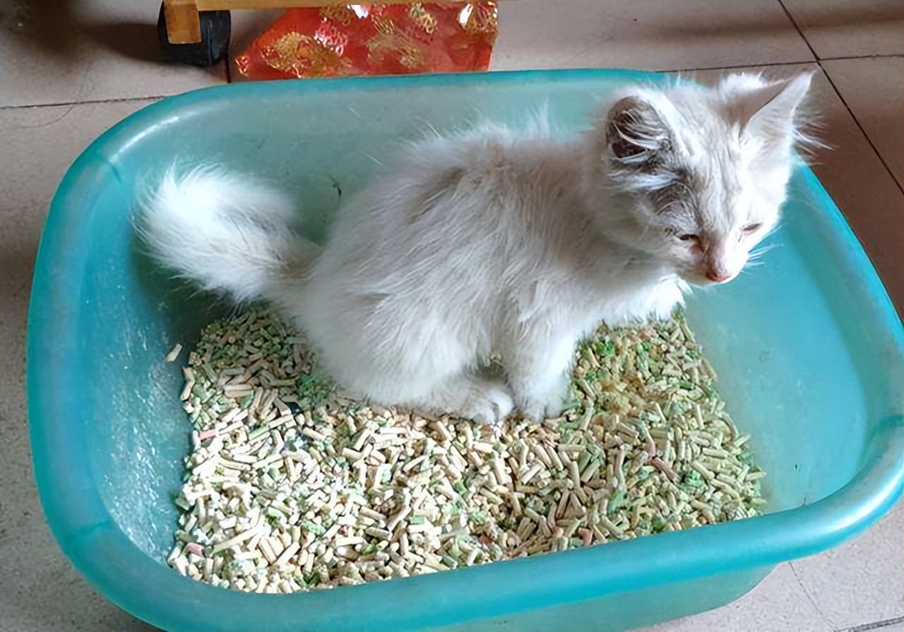 猫咪拉肚子了该如何治,猫咪拉肚子了该怎么办