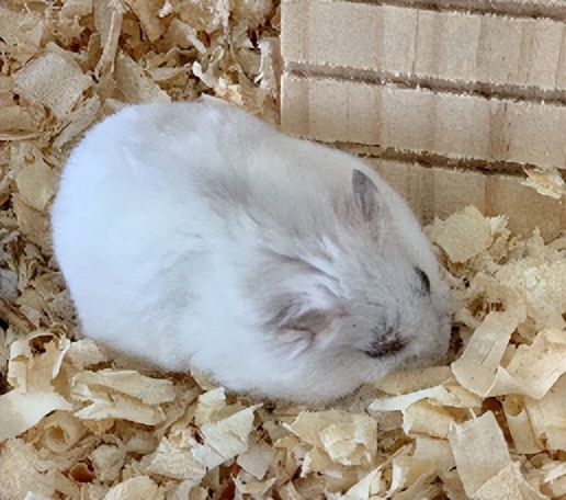 三线仓鼠和银狐仓鼠的日常生活,银狐仓鼠日常生活