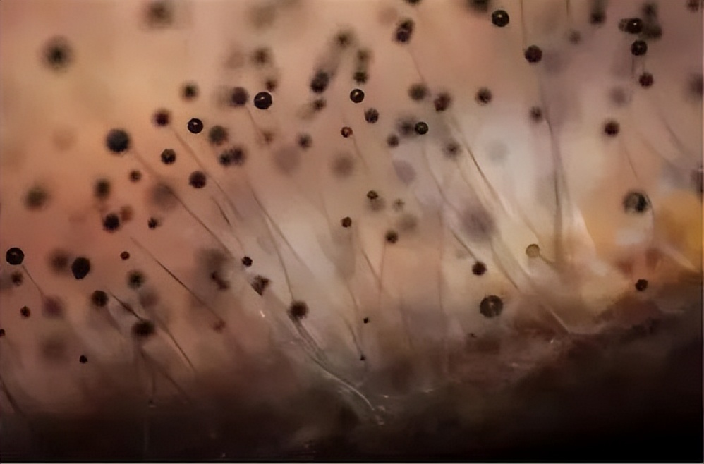 不含防腐剂的东西一定更健康吗,黑麦全麦面包不含防腐剂