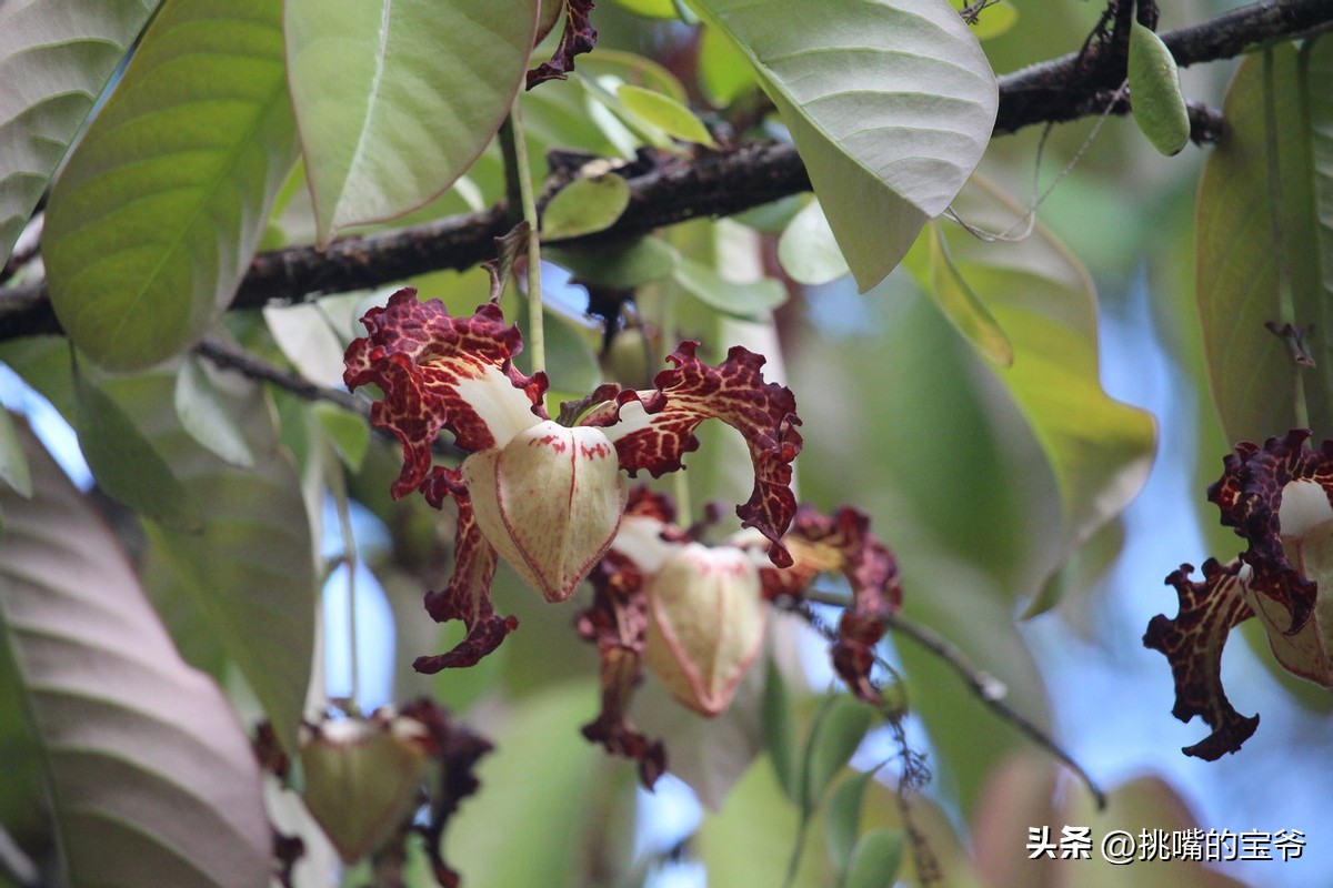 同在非洲大陆，同胞国家忍饥挨饿，它还出口牛油果、芝麻到中国