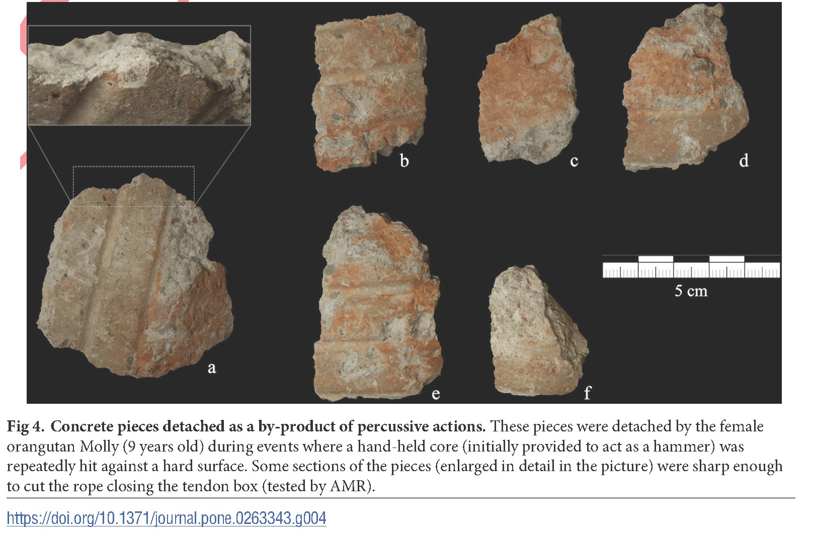 猩猩新石器时代,现在猩猩能进化成人类吗