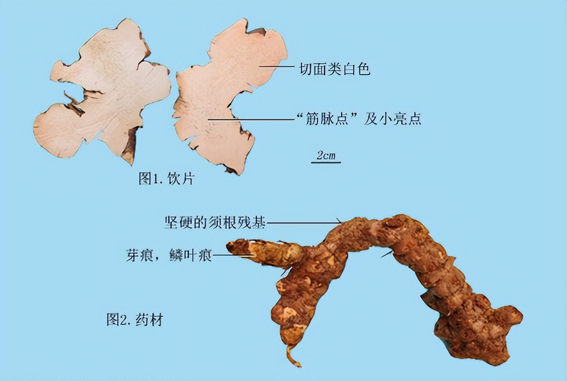 菝葜和金刚藤区别,菝葜金刚藤