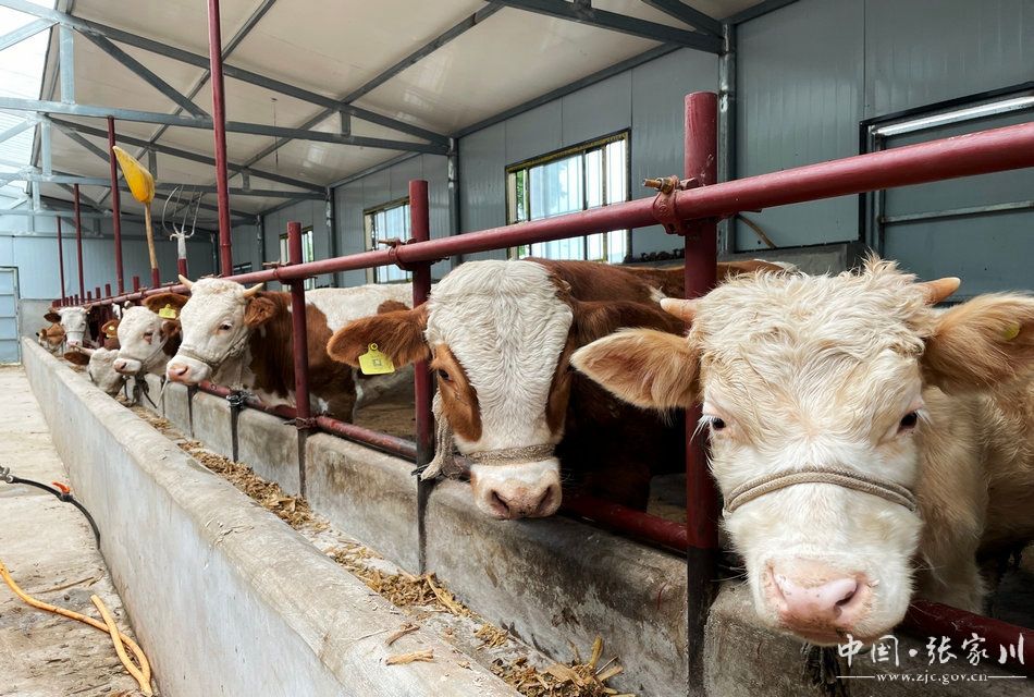 特色养殖助力乡村振兴图片,乡镇特色养殖助力乡村振兴简报