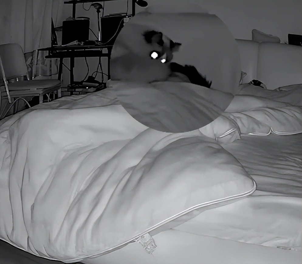 猫咪绝育后,对主人怼脸放屁犹未够,抬腿补上一飞踢