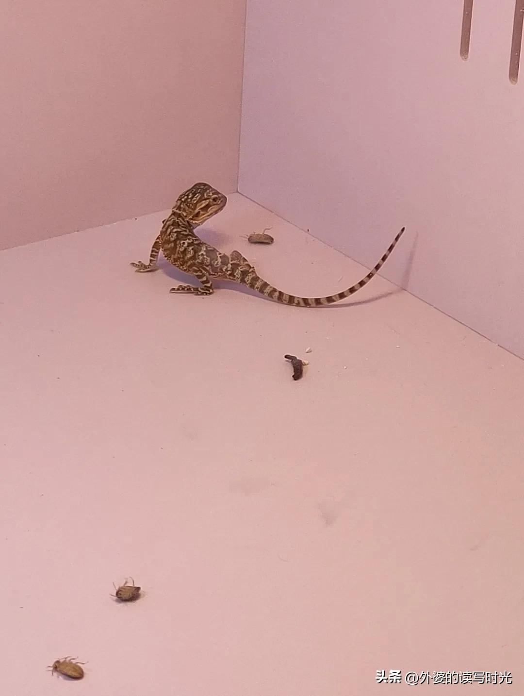 养宠物越来越多的现象,小朋友养宠物的利与弊