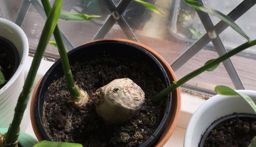 姜种植三大忌,专家讲解姜的种植方法