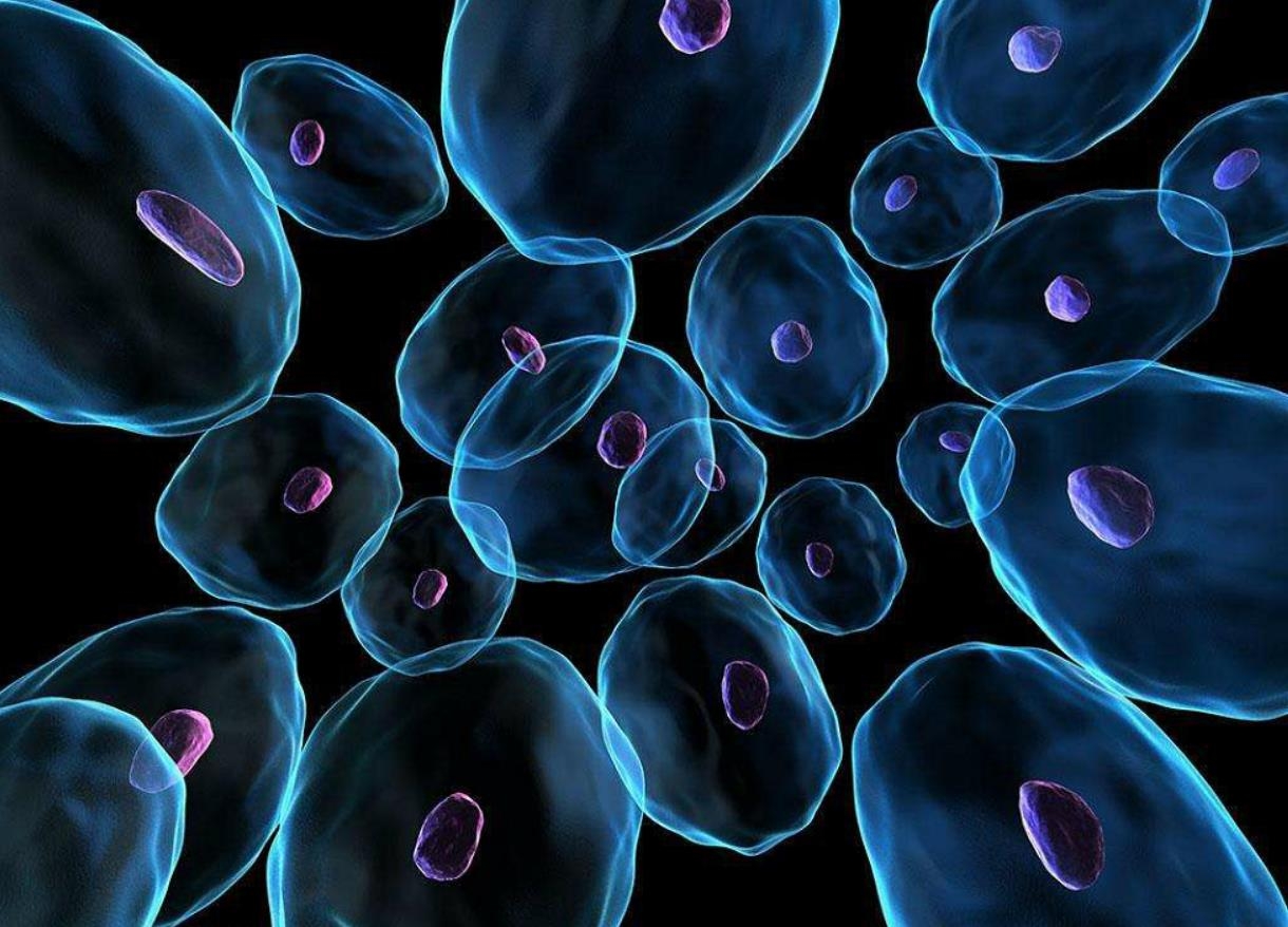 蓝藻球菌的完整细胞MALDI-TOF质谱分析，用于分类和鉴定标记蛋白