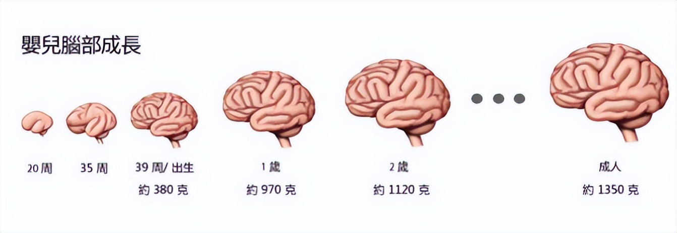 孩子聪不聪明看脑部啥,孩子聪明不聪明看手部就能知道