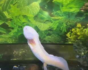 把自己玩成濒危的物种,把自己玩成了濒危动物