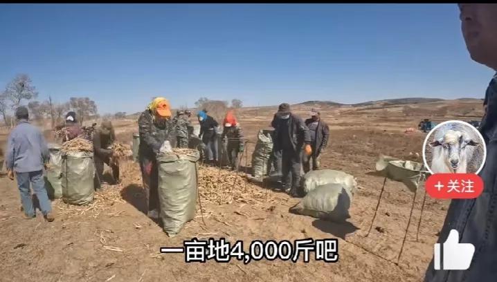 山地种植桔梗的效益,种植桔梗一亩年挣多少钱