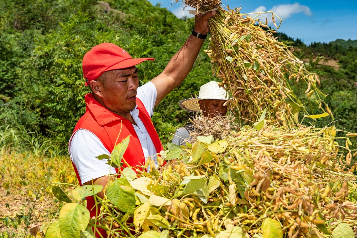 大豆行情今日大豆价格走势,今日全国各地大豆价格行情走势
