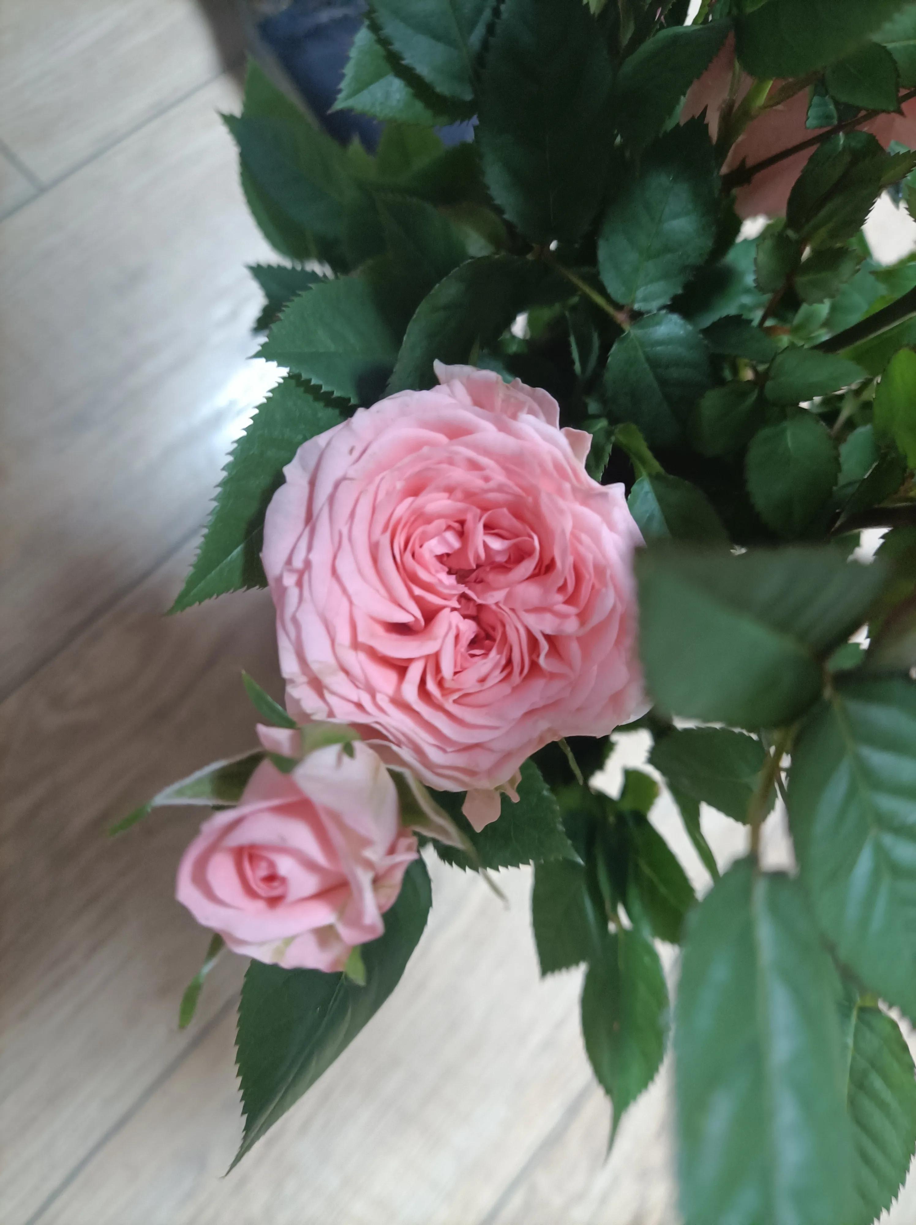 聆听花开的声音意思,聆听花开的声音晚会