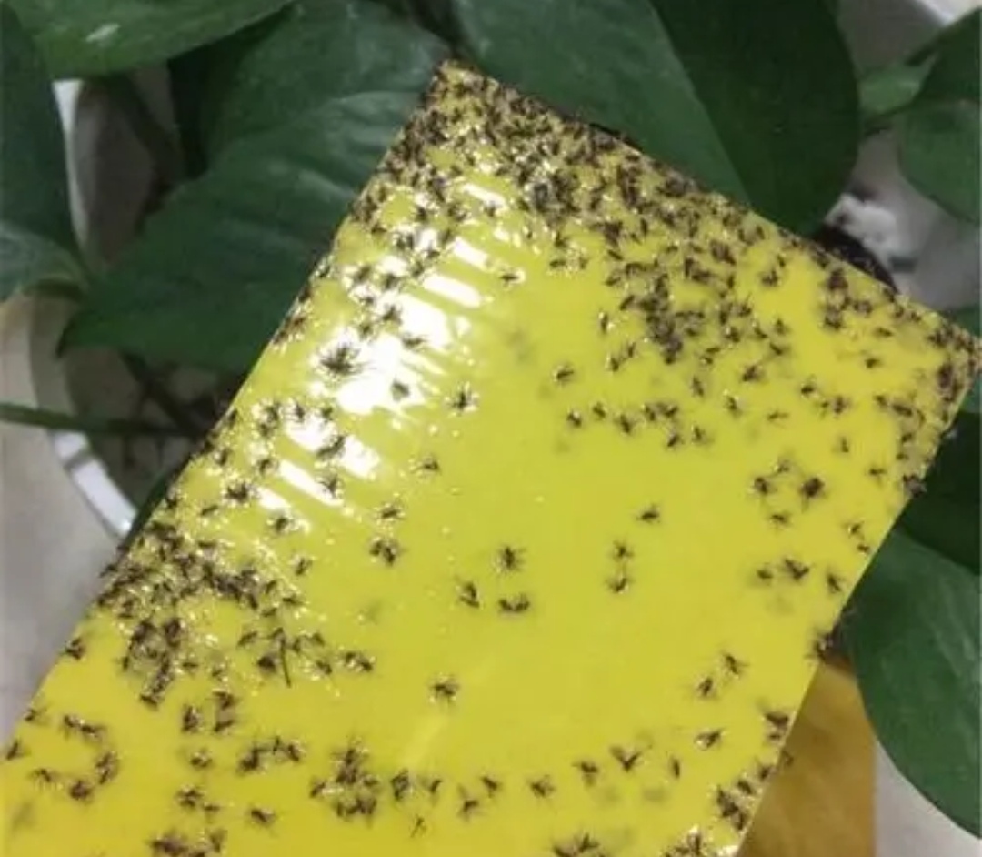 花卉的小黑虫怎么除掉,花卉小虫子怎么治