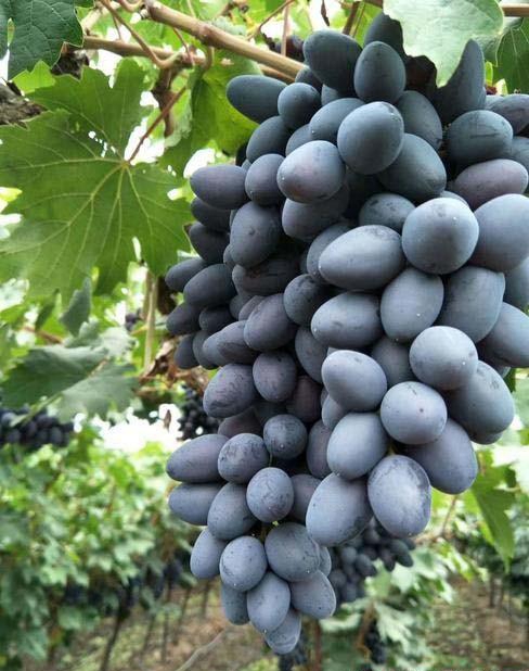 葡萄能叫提子吗,葡萄和提子有什么区别