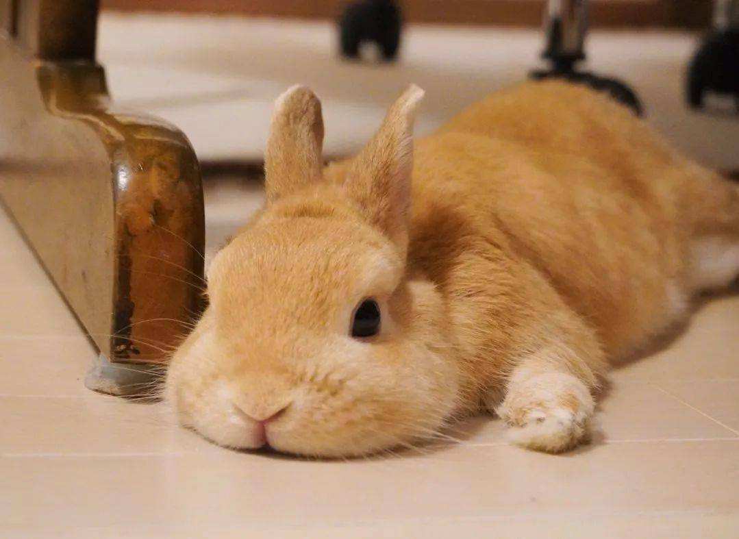 兔子急了也咬人是怎么回事,宠物兔变得爱咬人