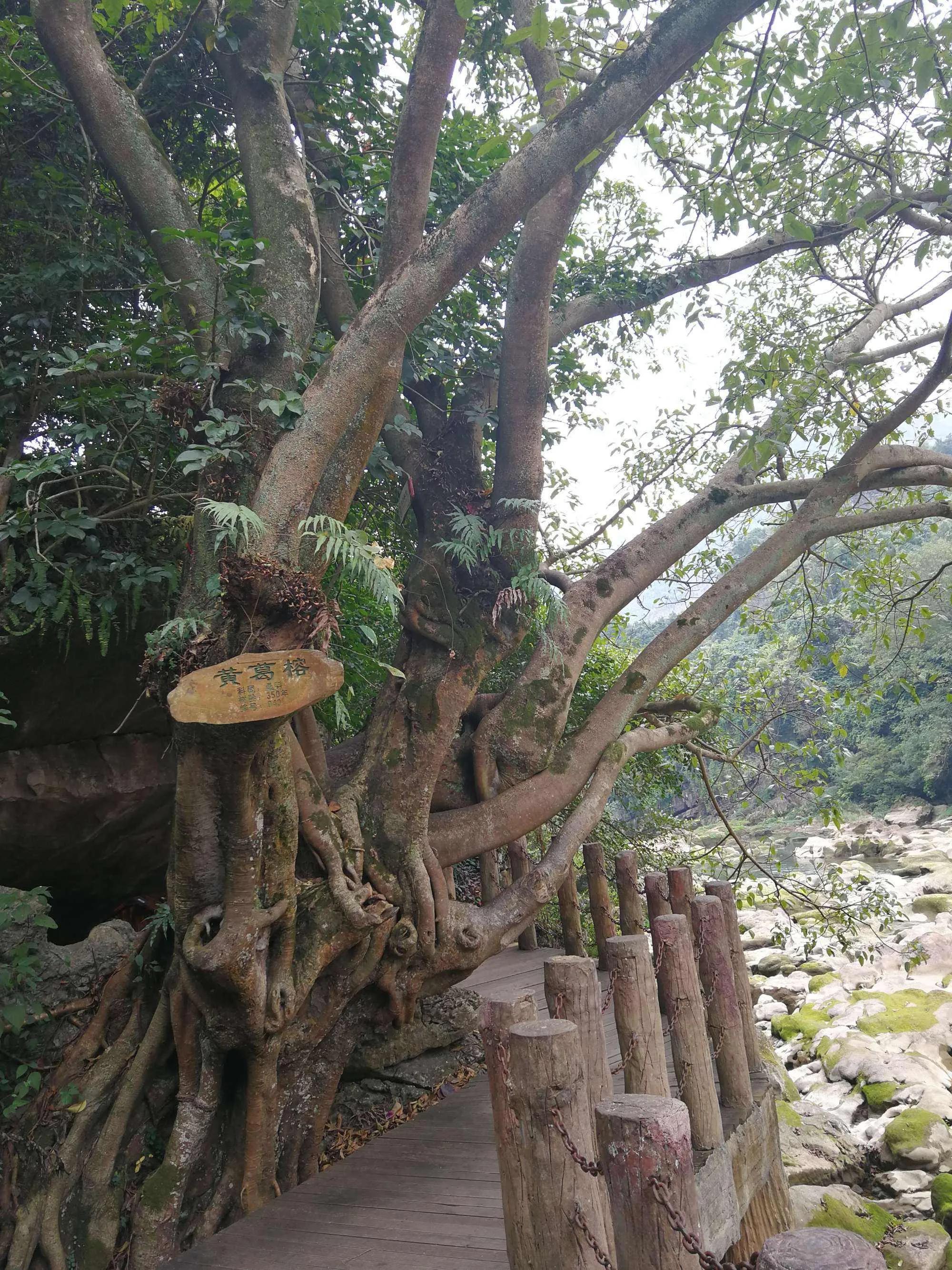 丰水期黄果树瀑布,黄果树瀑布丰水期和枯水期分界线