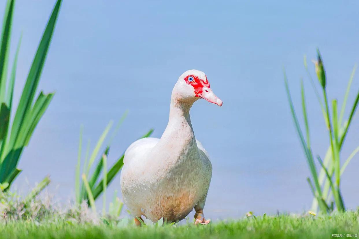 散养土鸡防黄鼠狼用超声波,散养土鸡能养黄鼠狼吗