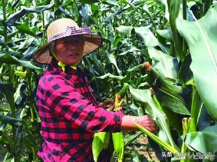 年近70，她终于靠洗碗还清了亡子欠的60万