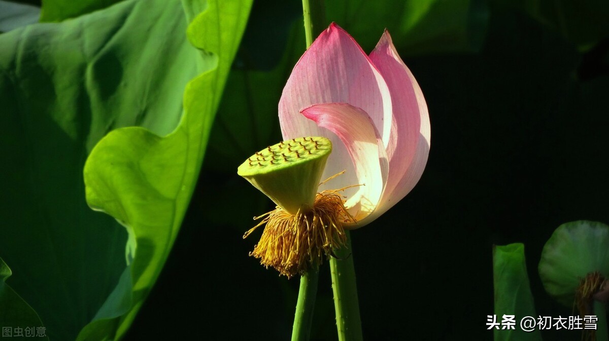 荷花夜看六首：夜深人静月明中，方识荷花有真趣