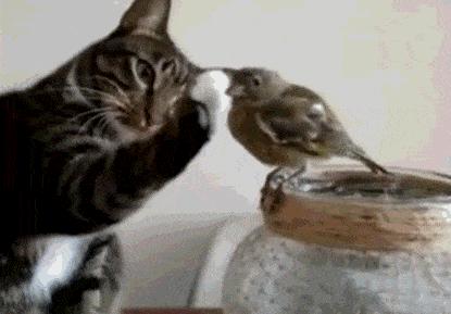 中国常见的斑鸠,斑鸠为何很少看到斑鸠巢穴