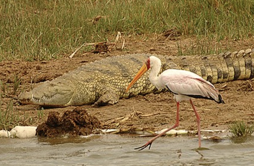 雌性鳄鱼单独繁殖,世界首例雌鳄鱼