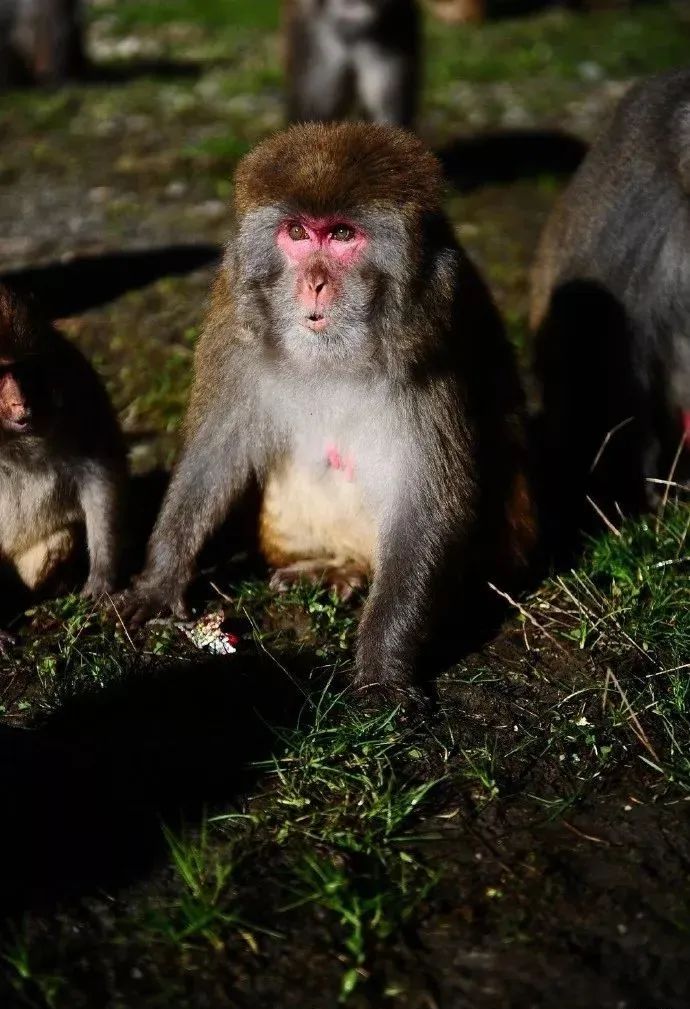 川西阿坝旅游详细攻略地图,川西阿坝旅游攻略三天