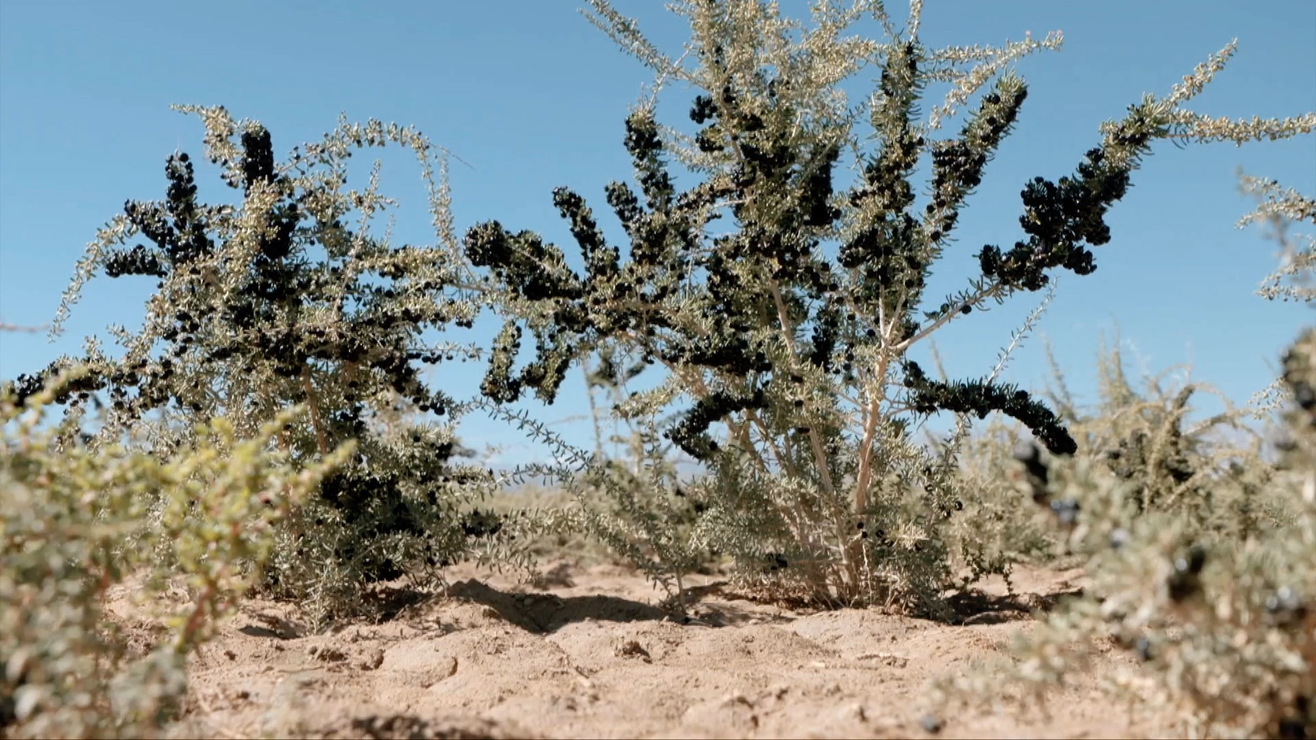 青藏高原诺木洪枸杞,青海诺木洪枸杞什么时候采摘结束