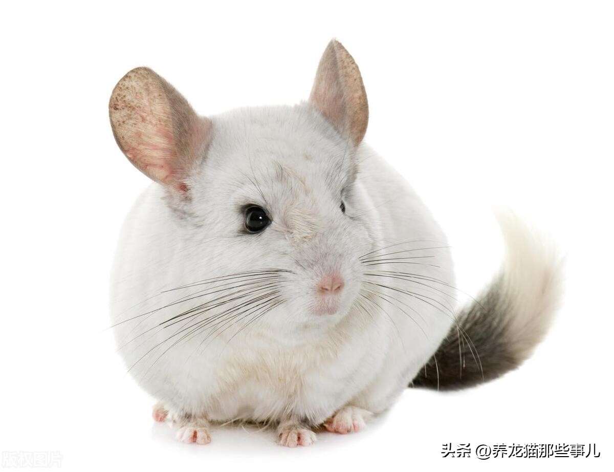 新手如何养龙猫,教你如何养龙猫