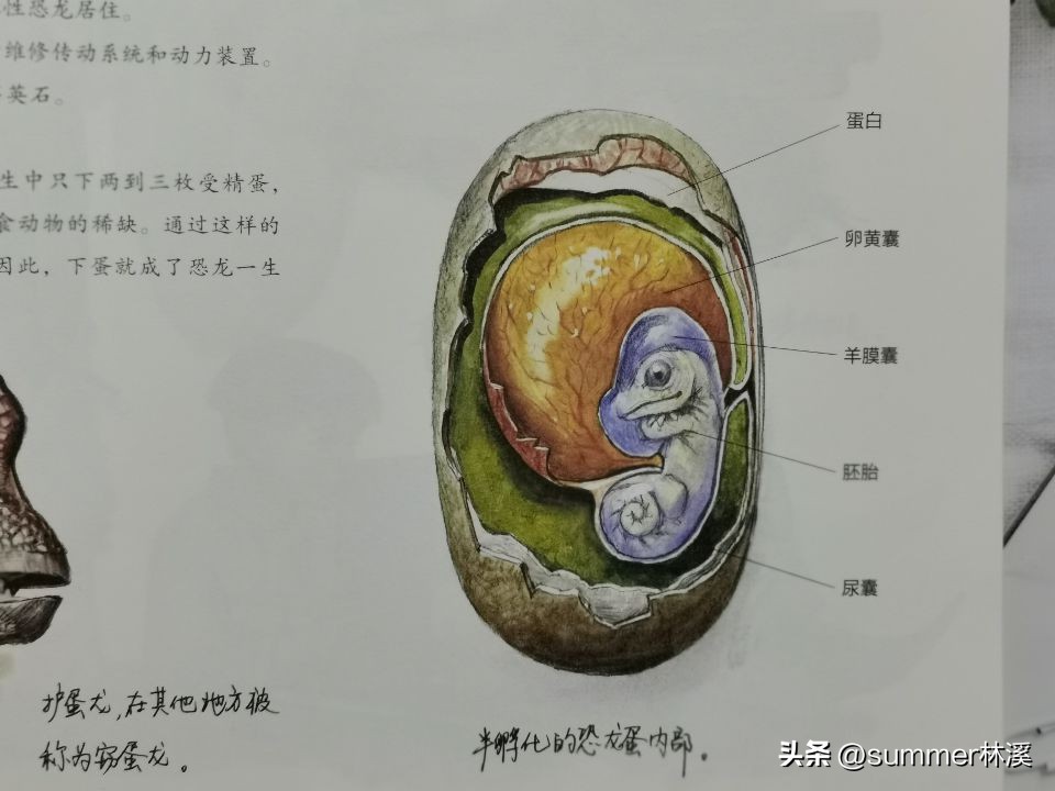 几万年前真实的恐龙世界,真正的恐龙世界在哪里