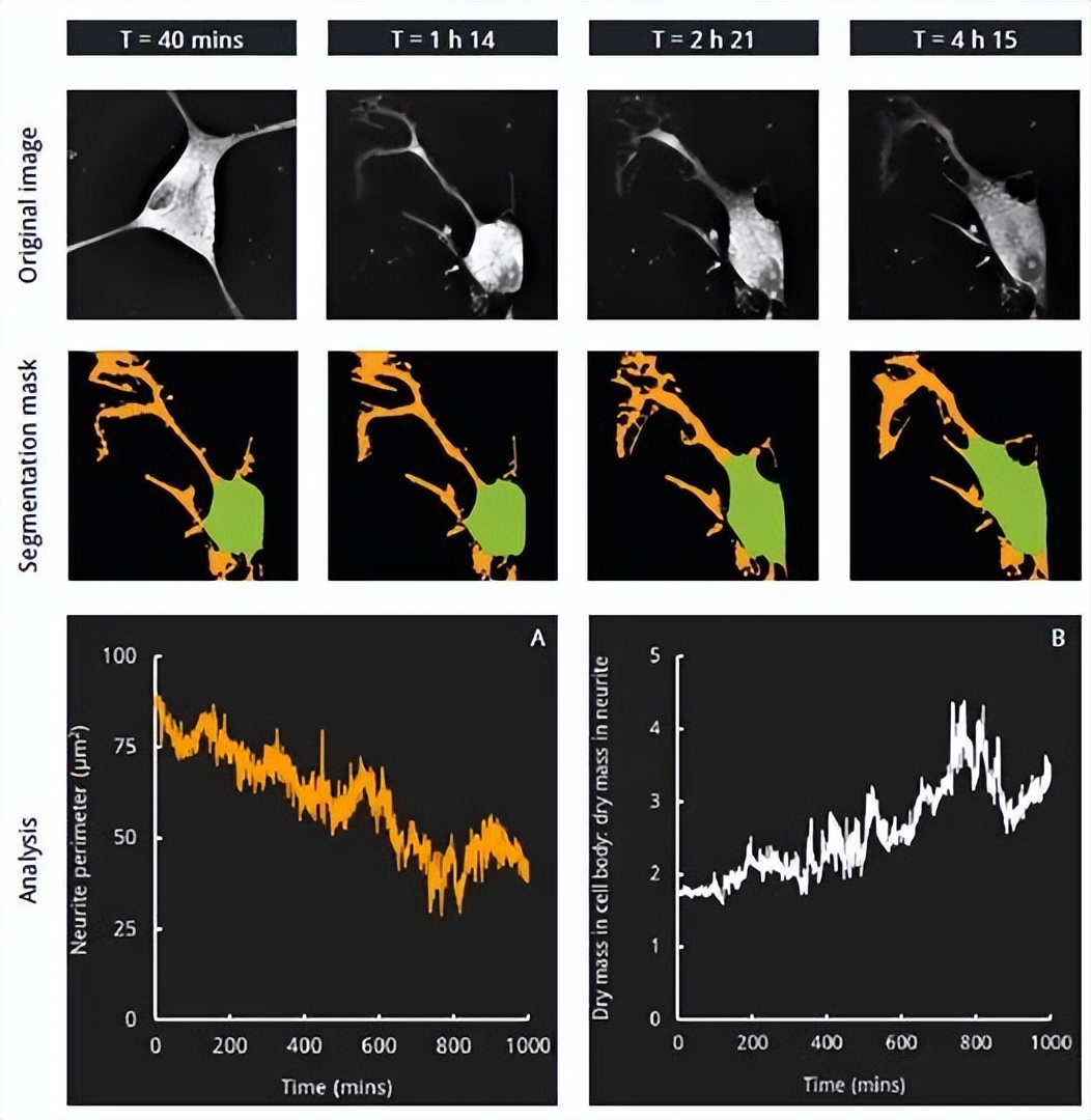 nanolive显微镜,nanolive3d活细胞成像