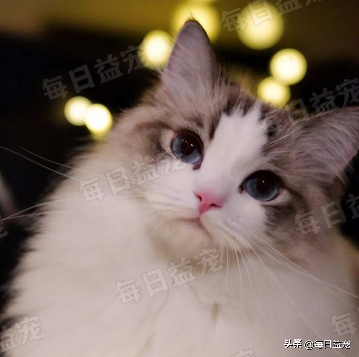 养了布偶猫感觉其他的猫丑,养了布偶猫后