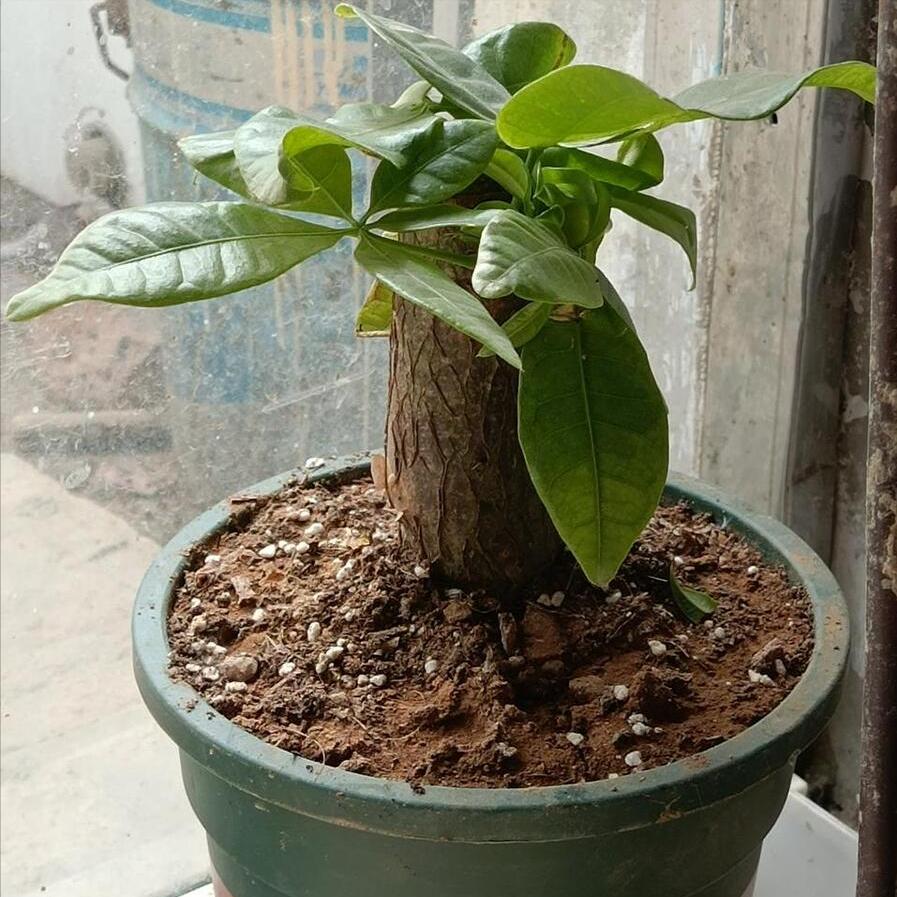 发财树有一点烂根了怎么急救,发财树树干腐烂变软怎么急救