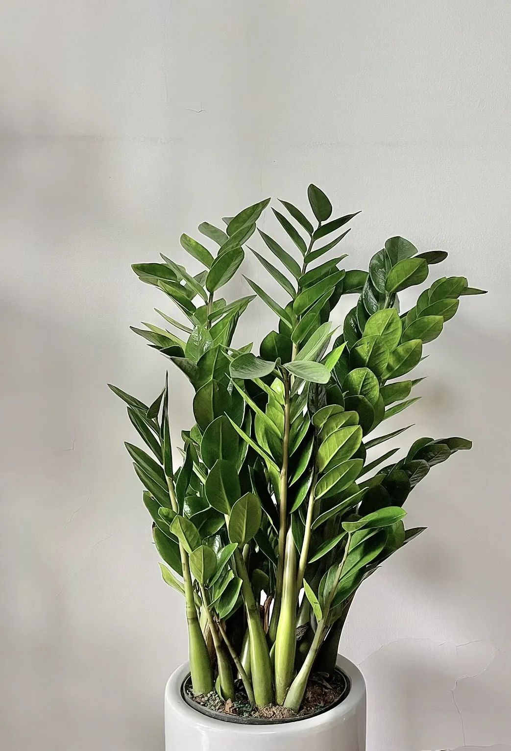 养花就养这几款好养易活,新手养花如何养便宜又好看