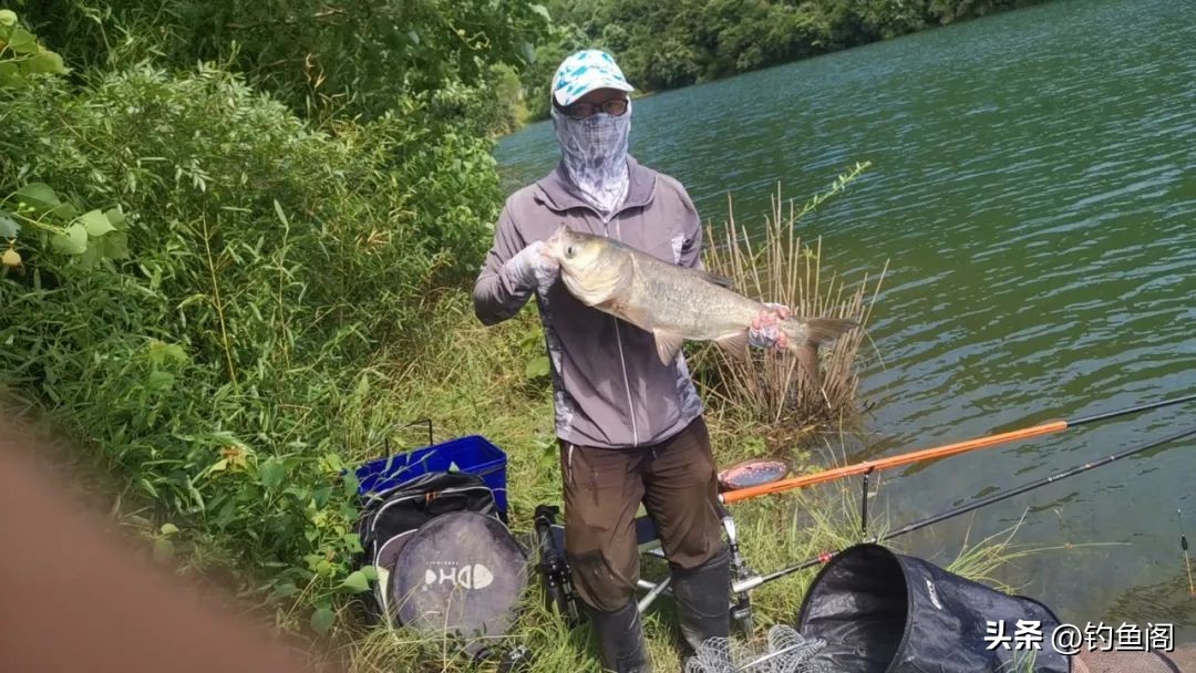 野钓最好的黄金鱼,野钓黄金尺寸鱼竿