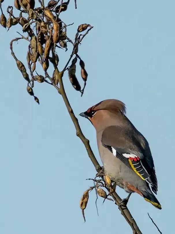 太平鸟图片大鸟,太平鸟图片大全高清壁纸