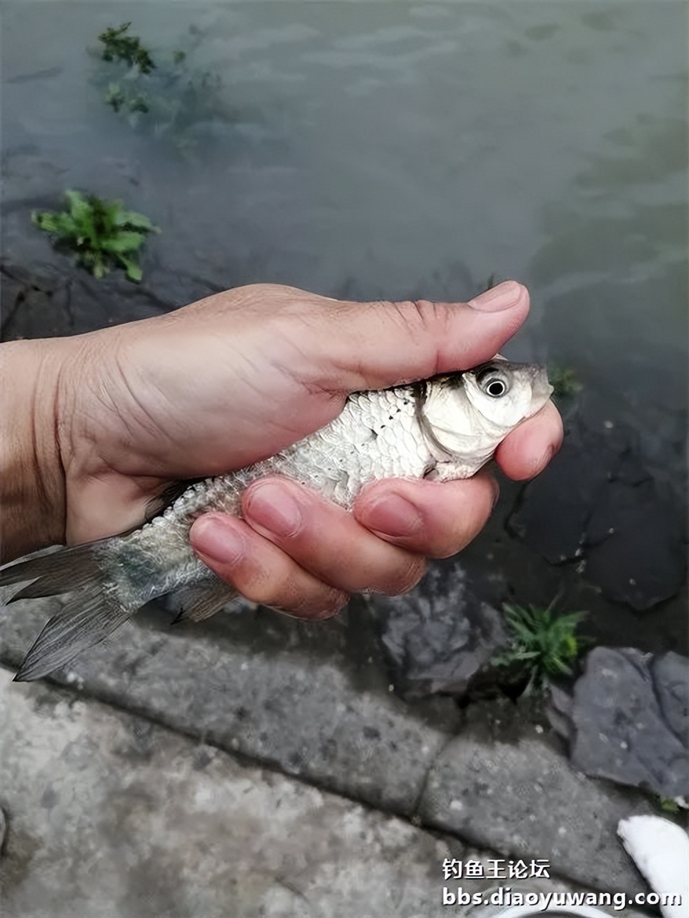 钓鱼王大鲫饵料是什么香味,钓鱼王大鲫和本味有什么区别