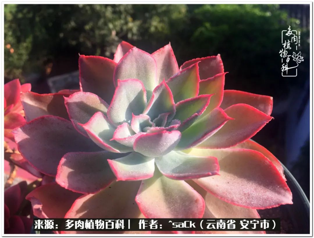 情不知所起一往而深歌曲,情不知所起一往而深完整版