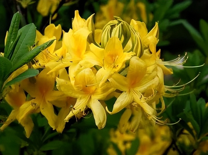 越漂亮的花越有毒快来认识这18种,什么花特别好看却有毒