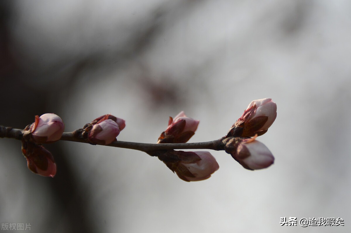 被偏爱的一方总是有恃无恐,被偏爱的总是有恃无恐文案