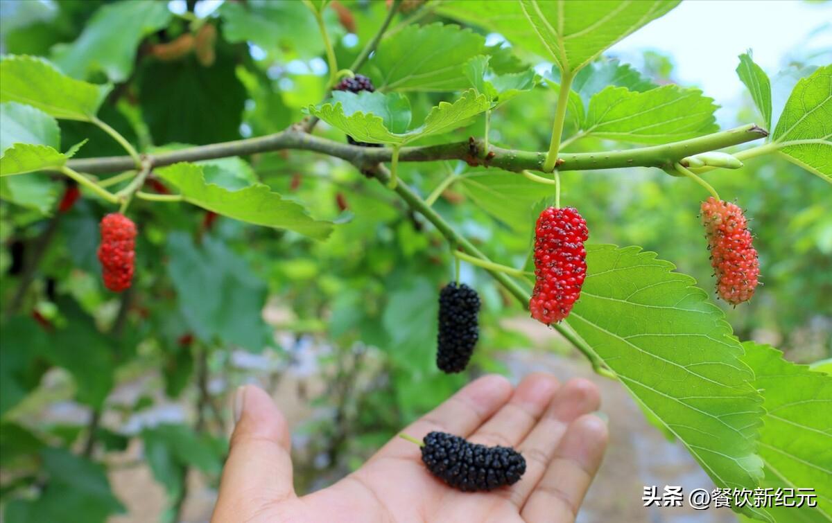春天中老年人吃什么水果最好,55岁以上的中老年少吃这4种水果