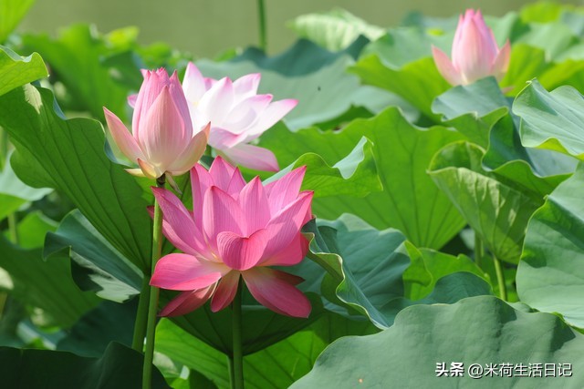 80后鼻咽癌经历者米荷自述58：用文字真情记录我一生的跌宕起伏