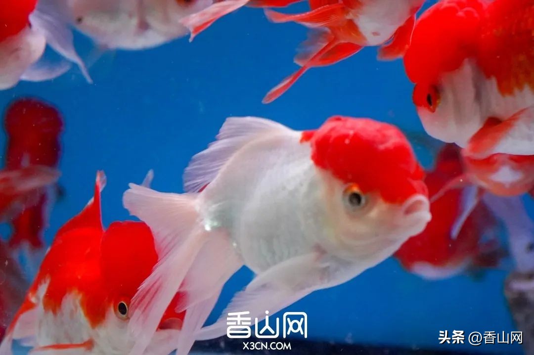 珠海拱北口岸市场最新状况,拱北口岸市场今天情况