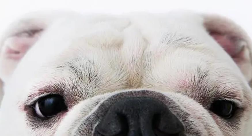 女子与狗狗共享生活，医院检查揭示令人惊讶的结果