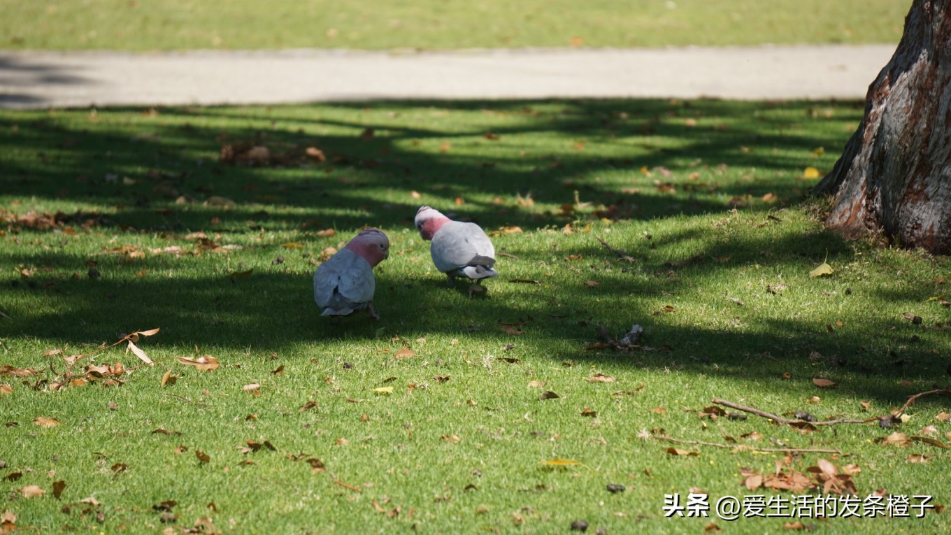 一路向北全程1980公里,西澳自驾游最佳路线图