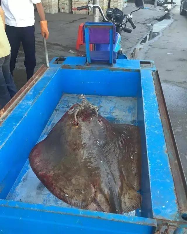 鱼类食材大全名称图片,鱼类菜谱大全100种