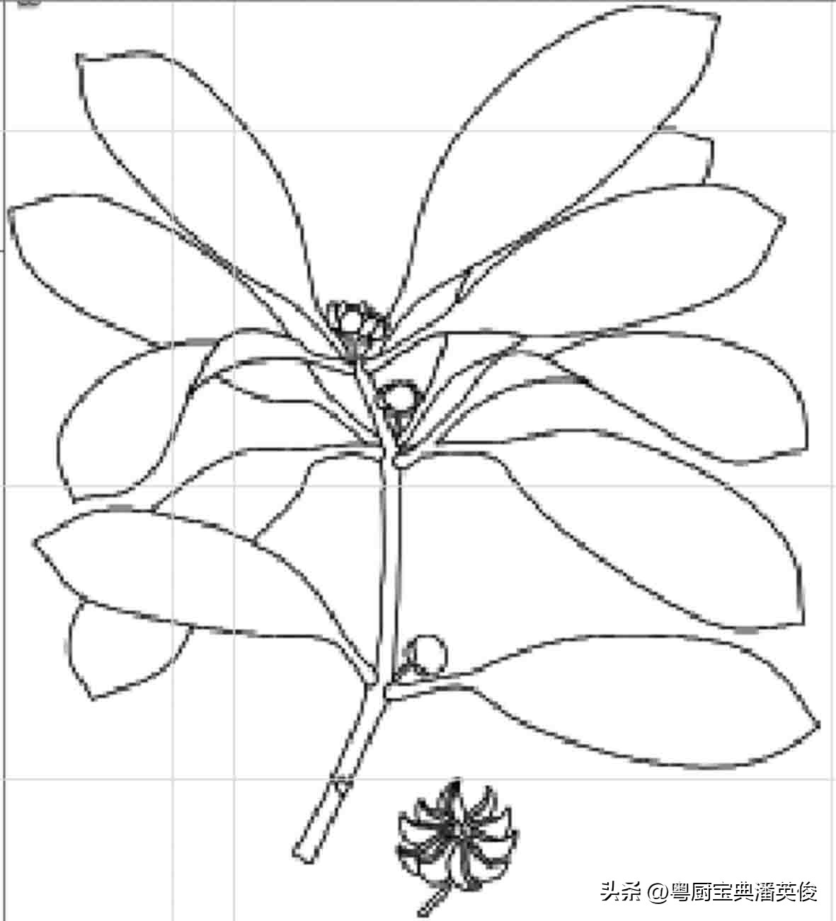 香料知识：八角因形状而得名，原称舶茴香，菜肴及卤味增香的法宝