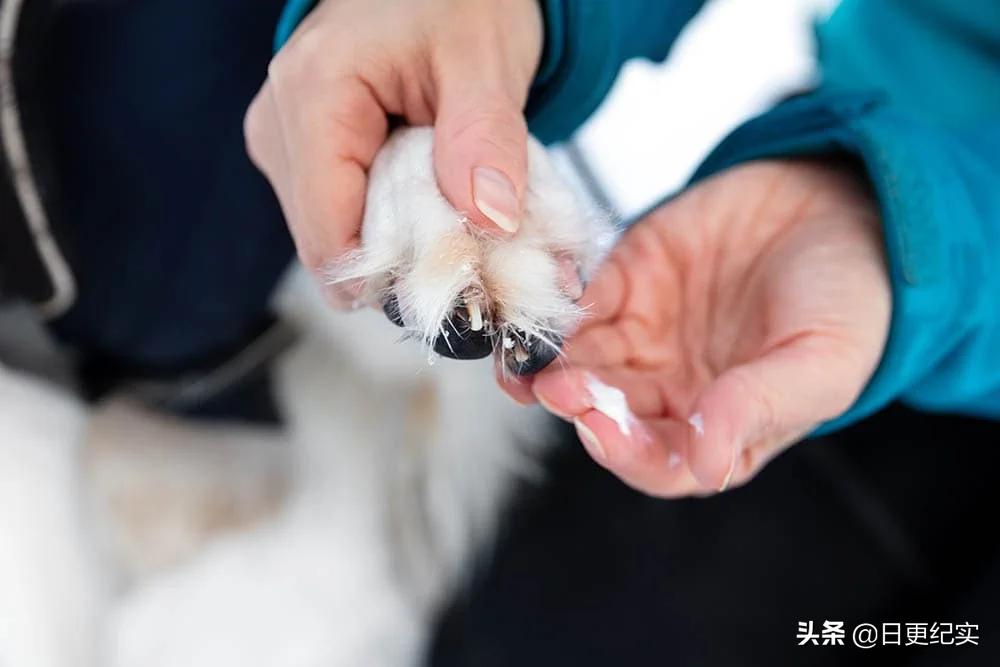 如何清洁狗毛上沾染的油污,为什么要清洁狗狗耳朵