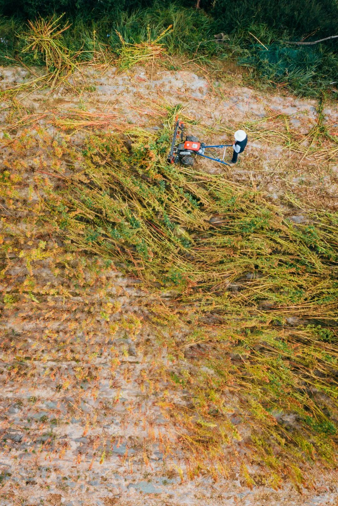 甘肃人一年四季都吃面为什么不胖,甘肃吃米还是面