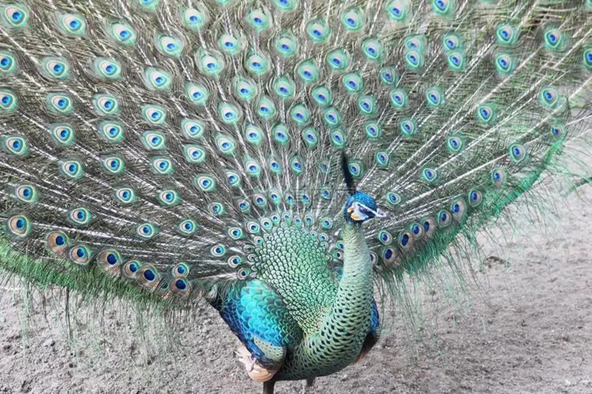 为什么蓝孔雀比绿孔雀多,蓝孔雀为什么受人爱