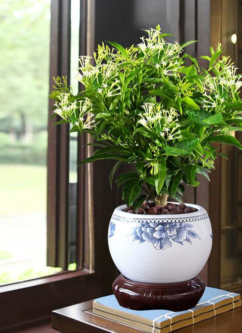 20种大毒花你家里养了吗,4种大毒花家里经常养